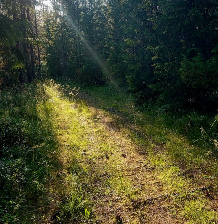 The path through the forest  © Foto PLE