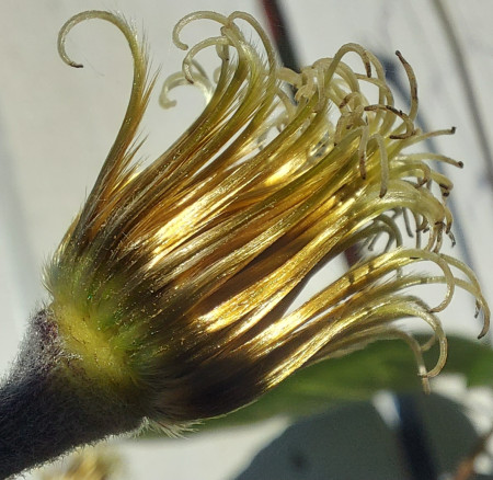 Clematis bud  © Foto PLE