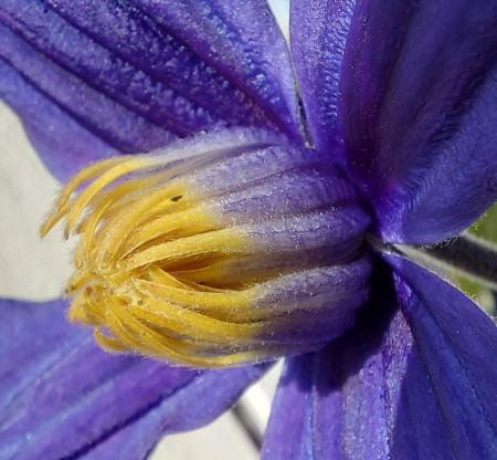 Clematis flower © Foto PLE